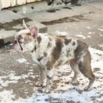 Belsa-female-French-bulldog-puppy-for-sale-2