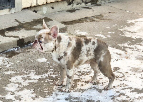 Belsa French Bulldog Belsa French Bulldog