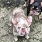 Belsa-female-French-bulldog-puppy-for-sale-3