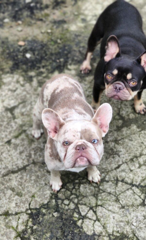 Belsa French Bulldog Belsa French Bulldog
