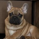 Ben-male-french-bulldog-puppy-for-sale- (1)