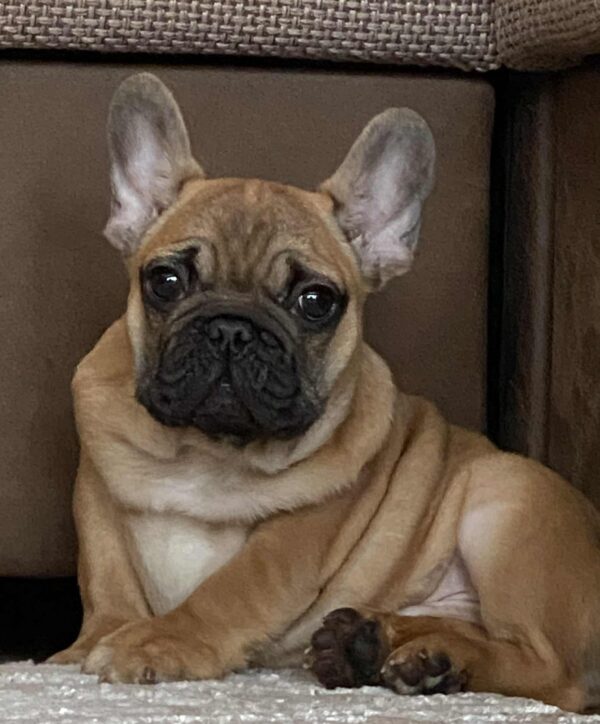 Ben French Bulldog Ben French Bulldog