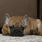 Ben-male-french-bulldog-puppy-for-sale- (2)