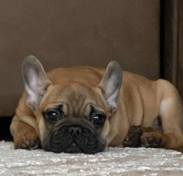 Ben French Bulldog Ben French Bulldog