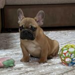 Ben-male-french-bulldog-puppy-for-sale- (3)