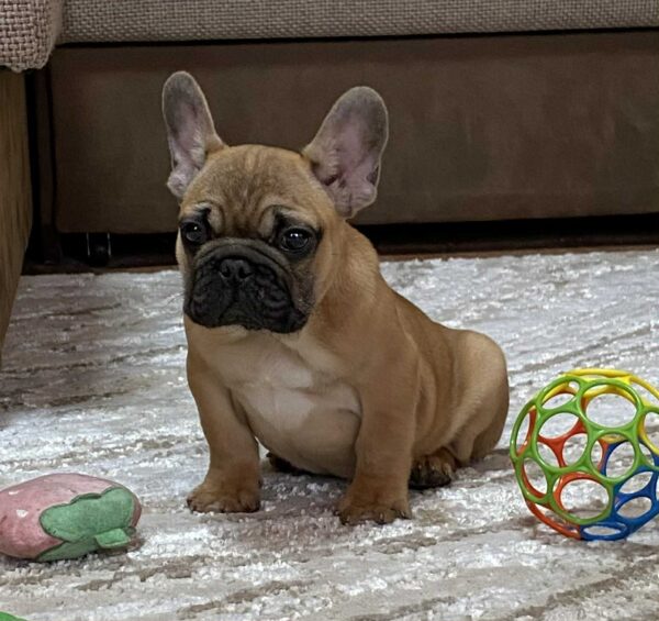 Ben French Bulldog Ben French Bulldog