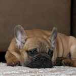 Ben-male-french-bulldog-puppy-for-sale- (4)