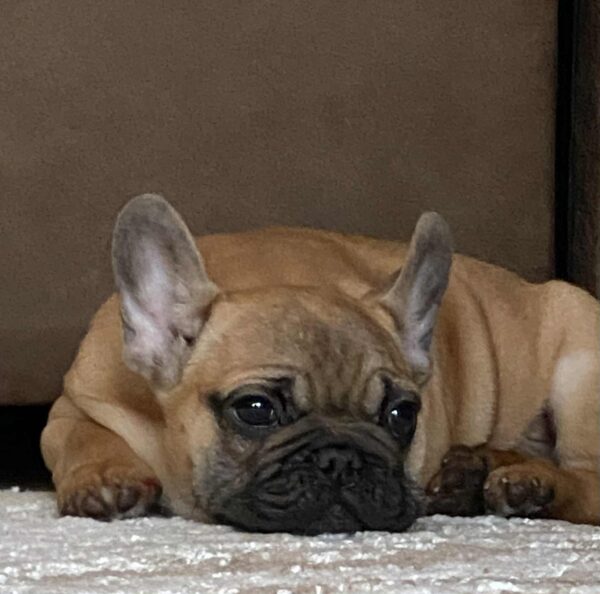 Ben French Bulldog Ben French Bulldog