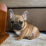 Ben-male-french-bulldog-puppy-for-sale- (5)