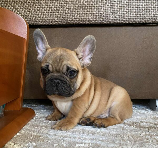 Ben French Bulldog Ben French Bulldog