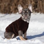 Benjamin-male-french-bulldog-puppy-for-sale-1 (1)