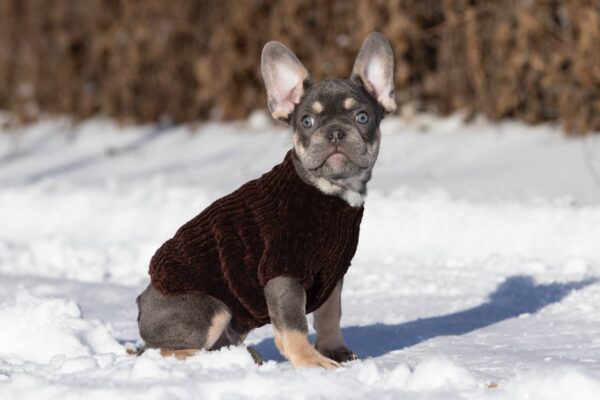 Benjamin French Bulldog Benjamin French Bulldog