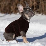 Benjamin-male-french-bulldog-puppy-for-sale-1 (2)