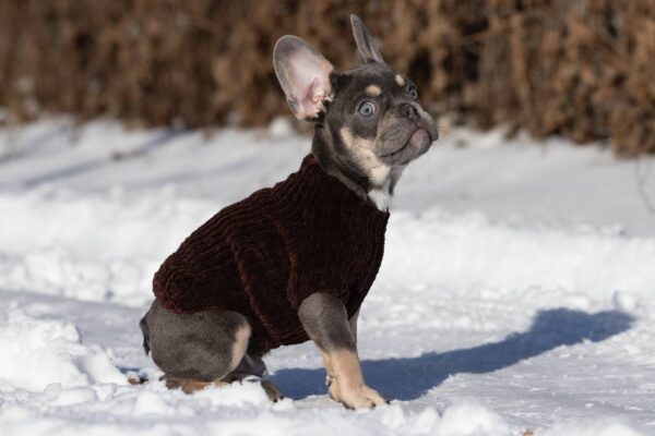 Benjamin French Bulldog Benjamin French Bulldog