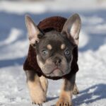 Benjamin-male-french-bulldog-puppy-for-sale-1 (3)