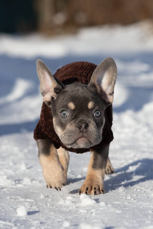 Benjamin French Bulldog Benjamin French Bulldog