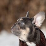 Benjamin-male-french-bulldog-puppy-for-sale-1 (4)