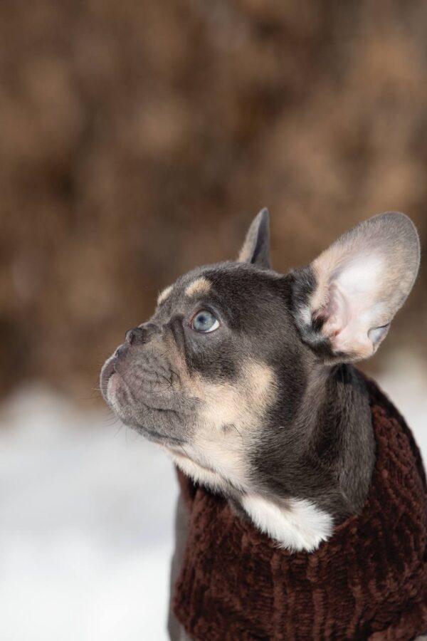 Benjamin French Bulldog Benjamin French Bulldog