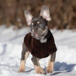 Benjamin-male-french-bulldog-puppy-for-sale-1 (5)