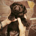 Benjamin-male-labrador-retriver-puppy-for-sale-1 (1)