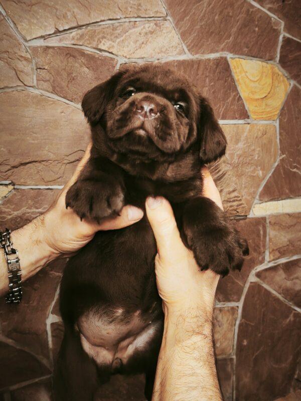 Benjamin Labrador Retriever Benjamin Labrador Retriever