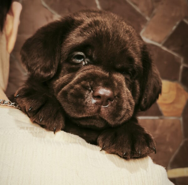 Benjamin Labrador Retriever Benjamin Labrador Retriever