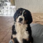 Berri-female-Bernese-Mountain-Dog-puppy-for-sale-1 (1)