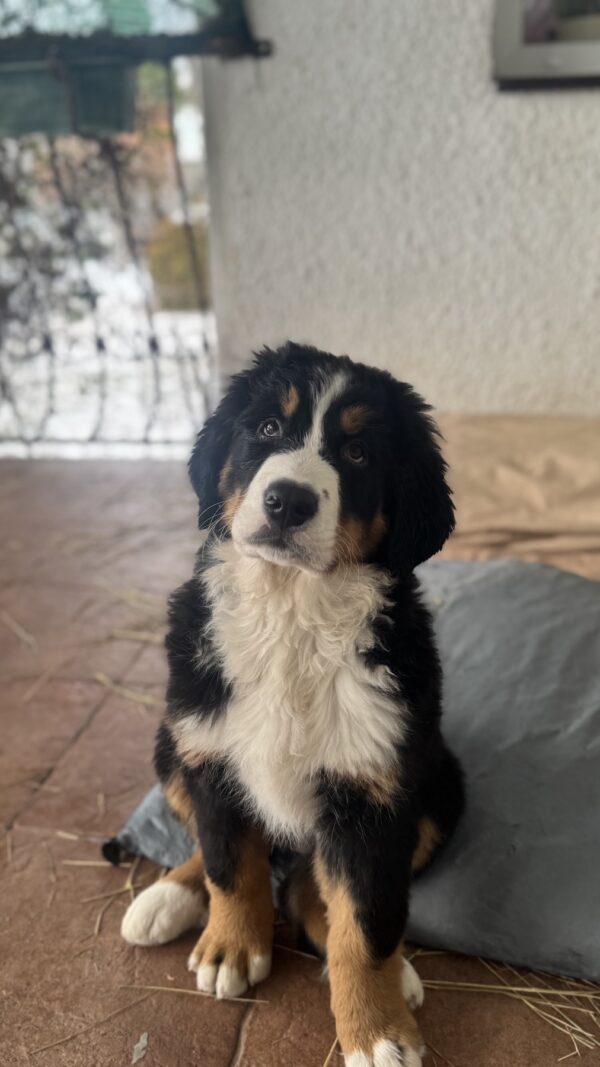 Berri Bernese Mountain Dog Berri Bernese Mountain Dog