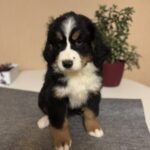 Berri-female-Bernese-Mountain-Dog-puppy-for-sale-1 (2)