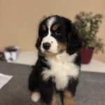 Berri-female-Bernese-Mountain-Dog-puppy-for-sale-1 (3)