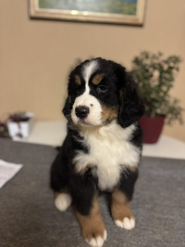 Berri Bernese Mountain Dog Berri Bernese Mountain Dog