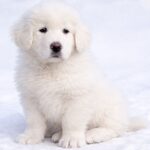Berta-female-Caucasian-Mountain-Dog-puppy-for-sale-1