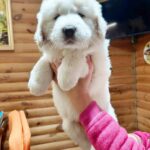 Berta-female-Caucasian-Mountain-Dog-puppy-for-sale-2
