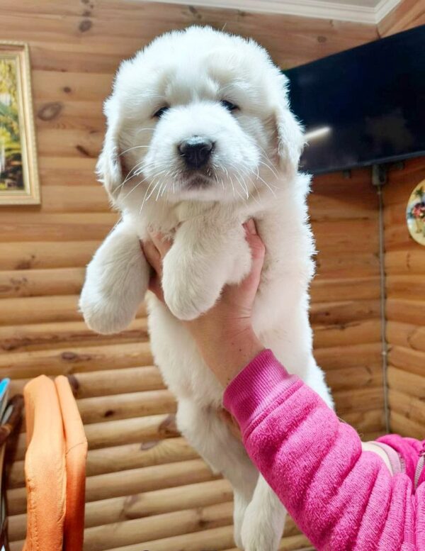 Berta Caucasian Mountain Dog Berta Caucasian Mountain Dog