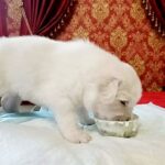 Berta-female-Caucasian-Mountain-Dog-puppy-for-sale-3