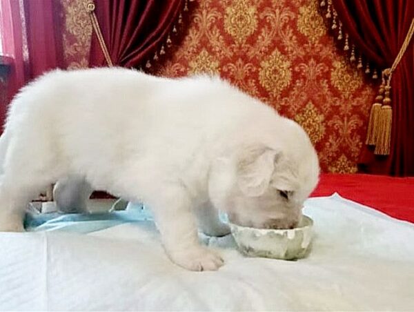 Berta Caucasian Mountain Dog Berta Caucasian Mountain Dog