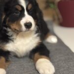 Betti-female-Bernese-Mountain-Dog-puppy-for-sale-1 (1)