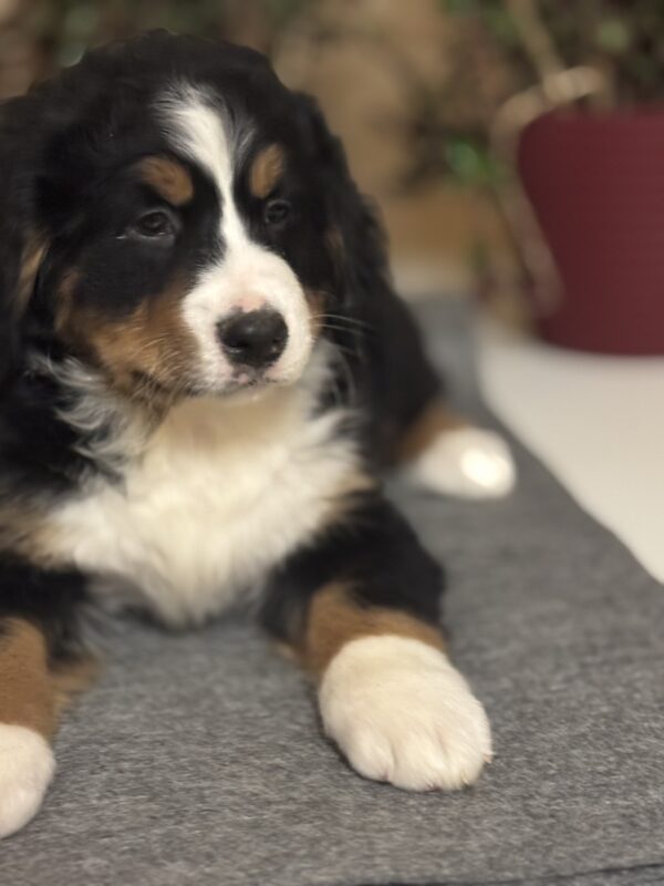 Betti Bernese Mountain Dog Betti Bernese Mountain Dog