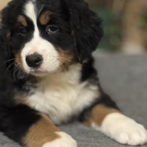 Betti Bernese Mountain Dog Betti Bernese Mountain Dog