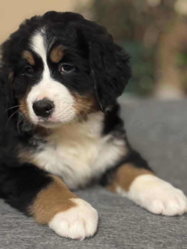 Betti Bernese Mountain Dog Betti Bernese Mountain Dog