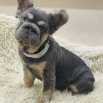 Bianca-female-french-bulldog-puppy-for-sale-1