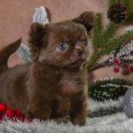 Bianna-female-Chihuahua-puppy-for-sale-1
