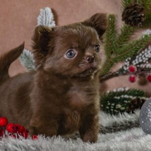 Bianna Chihuahua Bianna Chihuahua