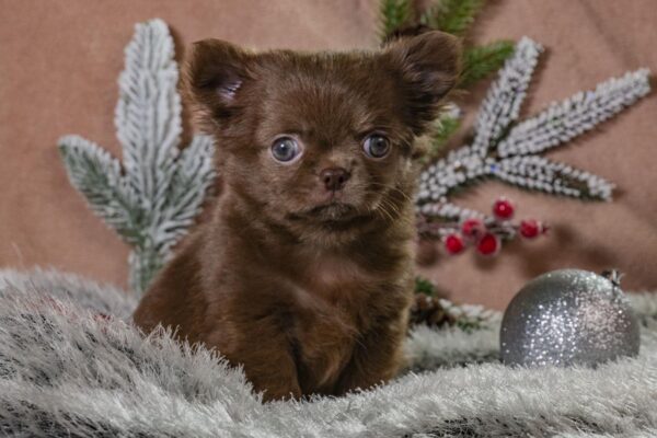 Bianna Chihuahua Bianna Chihuahua