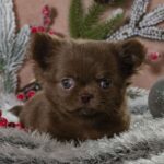 Bianna-female-Chihuahua-puppy-for-sale-3