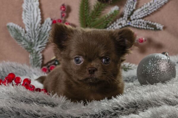 Bianna Chihuahua Bianna Chihuahua