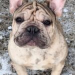 Biara-female-French-bulldog-puppy-for-sale-1
