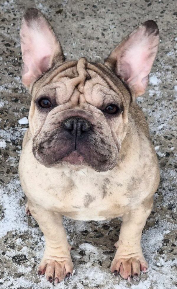 Biara French Bulldog Biara French Bulldog