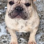 Biara-female-French-bulldog-puppy-for-sale-1