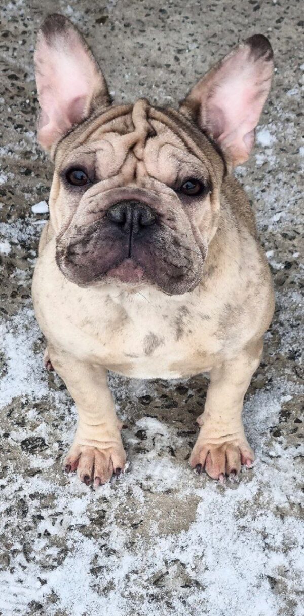 Biara French Bulldog Biara French Bulldog